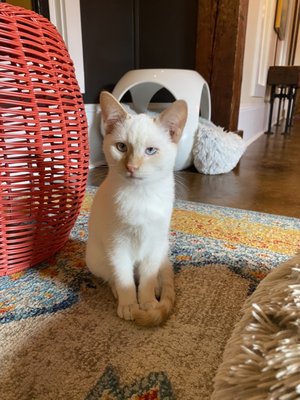 Mac Tabby Cat Cafe - Concord by null