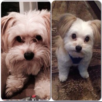 Miss Daisy Pet Grooming - Talia before and after! - Pet Groomers Near Me - Phoenix, Arizona Miss Daisy Pet Grooming - Talia before and after! - Pet Groomers Near Me - Phoenix, Arizona