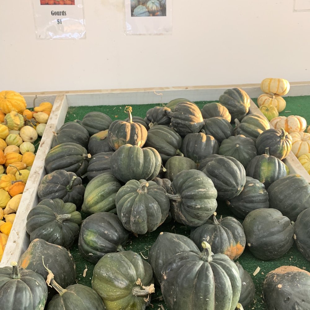Mountain Valley Ranch - Squash! - Pumpkin Patches Near Me - Ramona, California Mountain Valley Ranch - Squash! - Pumpkin Patches Near Me - Ramona, California
