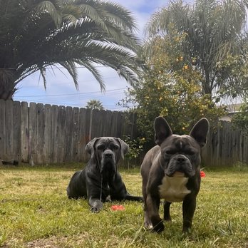 Gail And Mo - These are our happy puppies while under the care of Gail and Mo - Pet Sitting Near Me