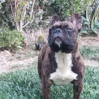 Pinnacle Veterinary Center - One week after being diagnosed w/pancreatitis. Feeling much better! Thank you Pinnacle staff, my little Maui is back to his silly self. - Veterinarians Near Me - Santa Clarita, California