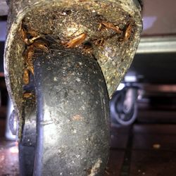 Prime Pest Management