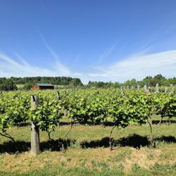 Spare Key Winery - Porch view of the vineyard