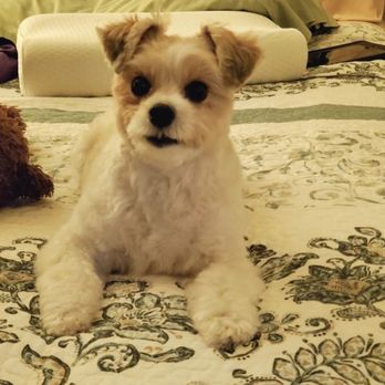 DogiZone - Pet Training Near Me - Rockville, Maryland DogiZone - Pet Training Near Me - Rockville, Maryland