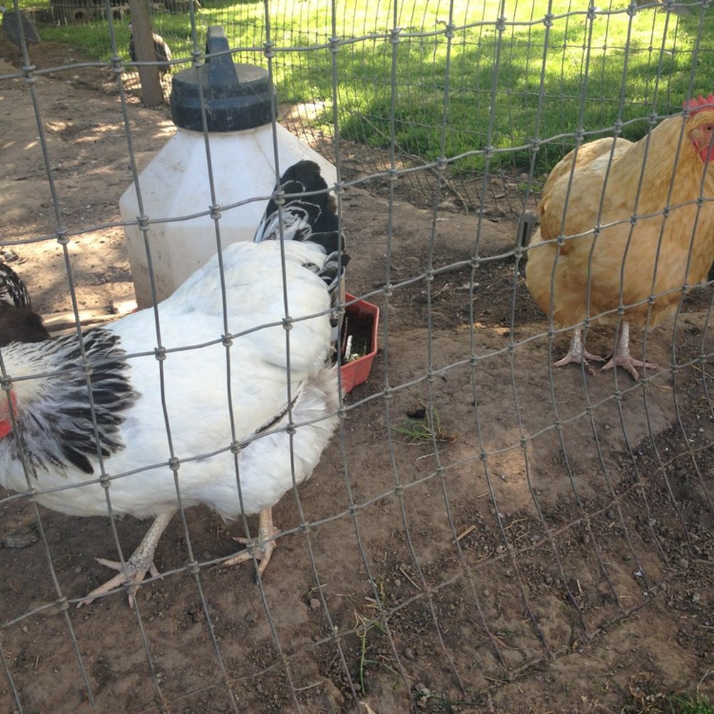Smith Berry Barn - Feathery friends. - Nurseries & Gardening Near Me - Hillsboro, Oregon Smith Berry Barn - Feathery friends. - Nurseries & Gardening Near Me - Hillsboro, Oregon