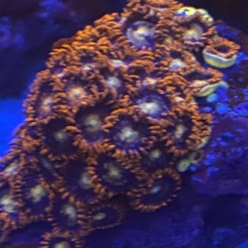 Petropolis live - Zoa colony grown from a petropolis frag - Aquariums Near Me - Lawrenceburg, Kentucky Petropolis live - Zoa colony grown from a petropolis frag - Aquariums Near Me - Lawrenceburg, Kentucky