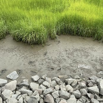 May Forest State Park - Crabs - Parks Near Me - Charleston, South Carolina