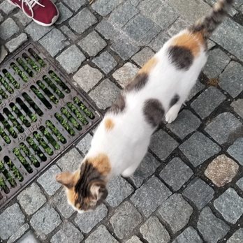 Natural Mente - Little kitty who liked our attention. - Bars Near Me - Perledo, LC