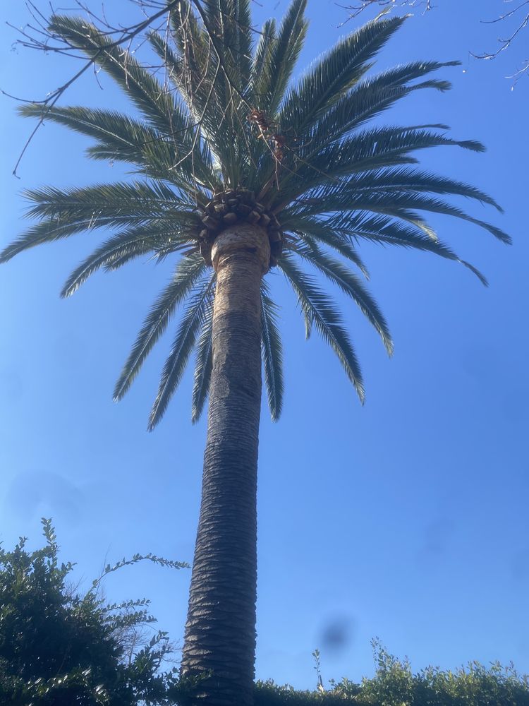 Slide of Ramirez Tree Service 