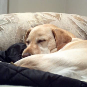 Sportsmans - Pet Training Near Me - Manorville, New York