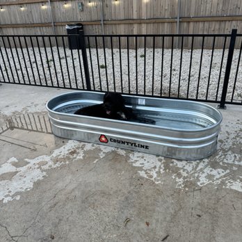 Bark House Social - Joey loves splashing in the water - Dog Parks Near Me - Austin, Texas