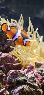 Belle Isle Aquarium by null