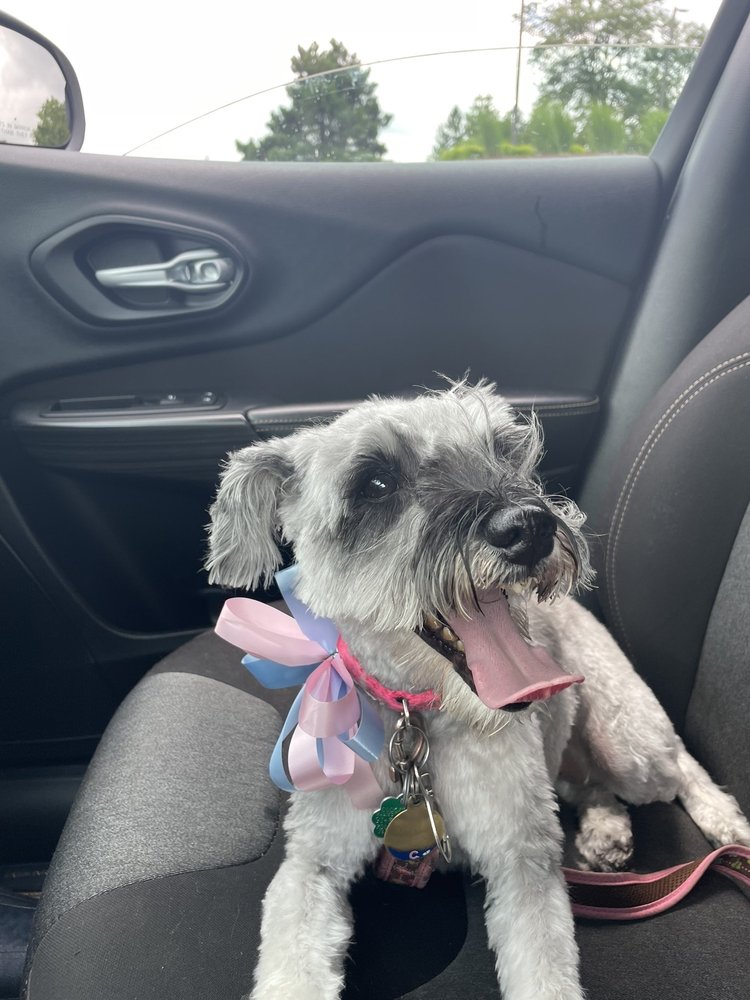 ALL STAR PET GROOMING Updated August 2024 124 Photos & 19 Reviews