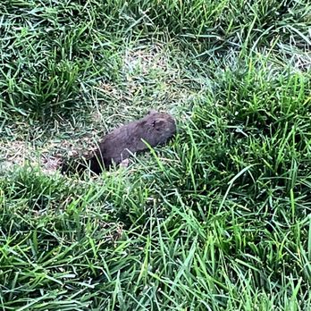 Bear Lake-RV - Rodents coming out of holes all over the park - RV Parks Near Me - Garden City, Utah