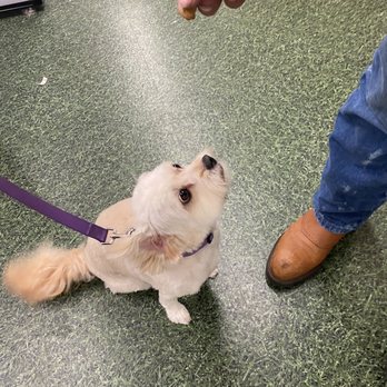 Petco - After (I opted to leave her tail long) - Pet Training Near Me - Grand Prairie, Texas Petco - After (I opted to leave her tail long) - Pet Training Near Me - Grand Prairie, Texas