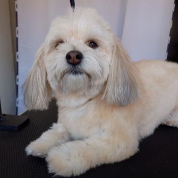 Splash-N-Dash - Before - Pet Groomers Near Me Splash-N-Dash - Before - Pet Groomers Near Me