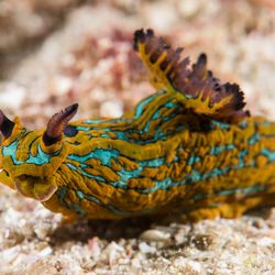 Rocky Point Scuba Dive