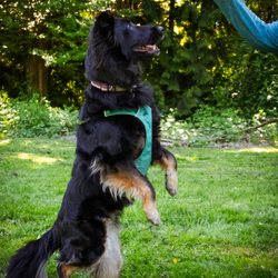 Ready Pup Go - This is Zydeco.  She enjoys treiball games.