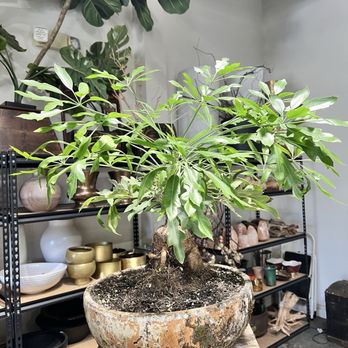 Exotic Plants - Nurseries & Gardening Near Me - Sacramento, California