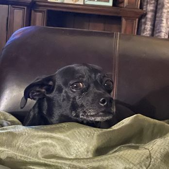 Blessed Oasis Pet Resort - Lola says thank you - Pet Sitting Near Me - Fayetteville, North Carolina