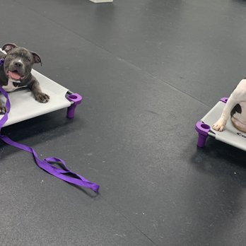 Cosmic Canine - Pet Training Near Me - Plano, Texas Cosmic Canine - Pet Training Near Me - Plano, Texas