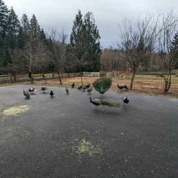 The birds of Corbett Farm. The birds of Corbett Farm.