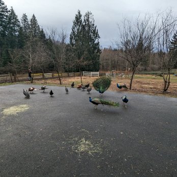 Corbett Farm - The birds of Corbett Farm. - Horseback Riding Near Me - Corbett, Oregon Corbett Farm - The birds of Corbett Farm. - Horseback Riding Near Me - Corbett, Oregon