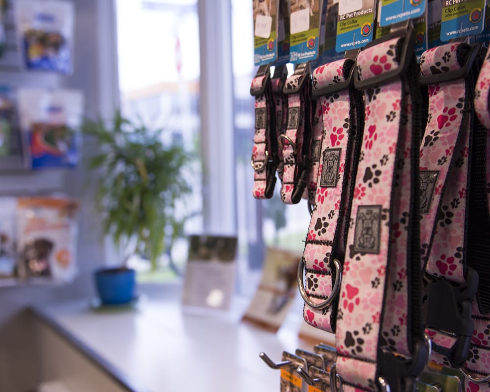 Photos of CLINIQUE VÉTÉRINAIRE DE HULL Updated August 2024 35