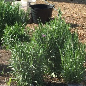 Grass Valley Charter School - #Yelp #GrassValleyCharterSchool - Elementary Schools Near Me - Grass Valley, California Grass Valley Charter School - #Yelp #GrassValleyCharterSchool - Elementary Schools Near Me - Grass Valley, California