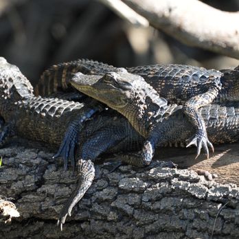 Airboat and Gator Charters - Young gators on log near Daytona Beach, Florida. - Fishing Near Me - Deleon Springs, Florida Airboat and Gator Charters - Young gators on log near Daytona Beach, Florida. - Fishing Near Me - Deleon Springs, Florida