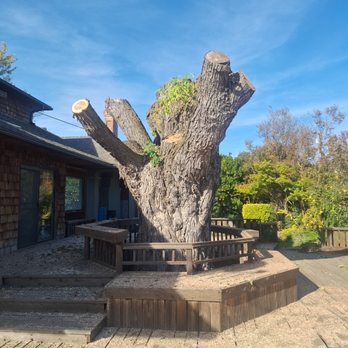 RC Tree Service - Tree Services Near Me - Oroville, California