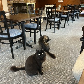 Rosemont Inn - Cat lovers must stay here - Bed & Breakfast Near Me - Douglas, Michigan