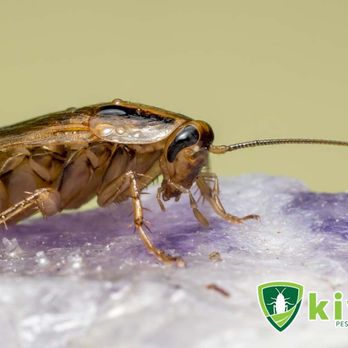 Kiwi Pest Control - Pest Control Near Me Kiwi Pest Control - Pest Control Near Me