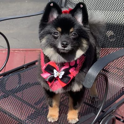 Dogue Grooming & Pet Boutique by null