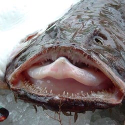 Sal's Fresh Seafood Market