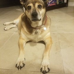 Sit & Stay Pet Care - My girl loves to stay with Becky.