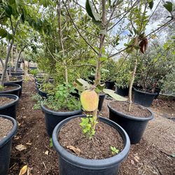RV Nursery - Fruit trees