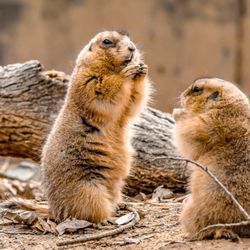 Smithsonian National Zoological Park - Prairie dogs