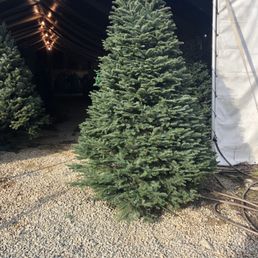 Perfect tree! Perfect tree!