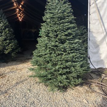 Frostys Village Christmas Trees - Perfect tree! - Christmas Trees Near Me - Corona, California Frostys Village Christmas Trees - Perfect tree! - Christmas Trees Near Me - Corona, California