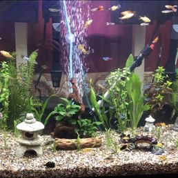 Fishes from Ocean Flower Fishes from Ocean Flower