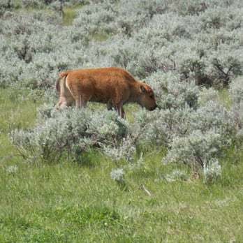 Lamar Valley - Bison calf foraging - Hiking Near Me - Yellowstone National Park, Wyoming