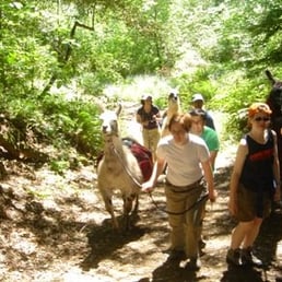 Picture from the East Bay Regional Park District website for "LLAMA DAY HIKE" Picture from the East Bay Regional Park District website for "LLAMA DAY HIKE"