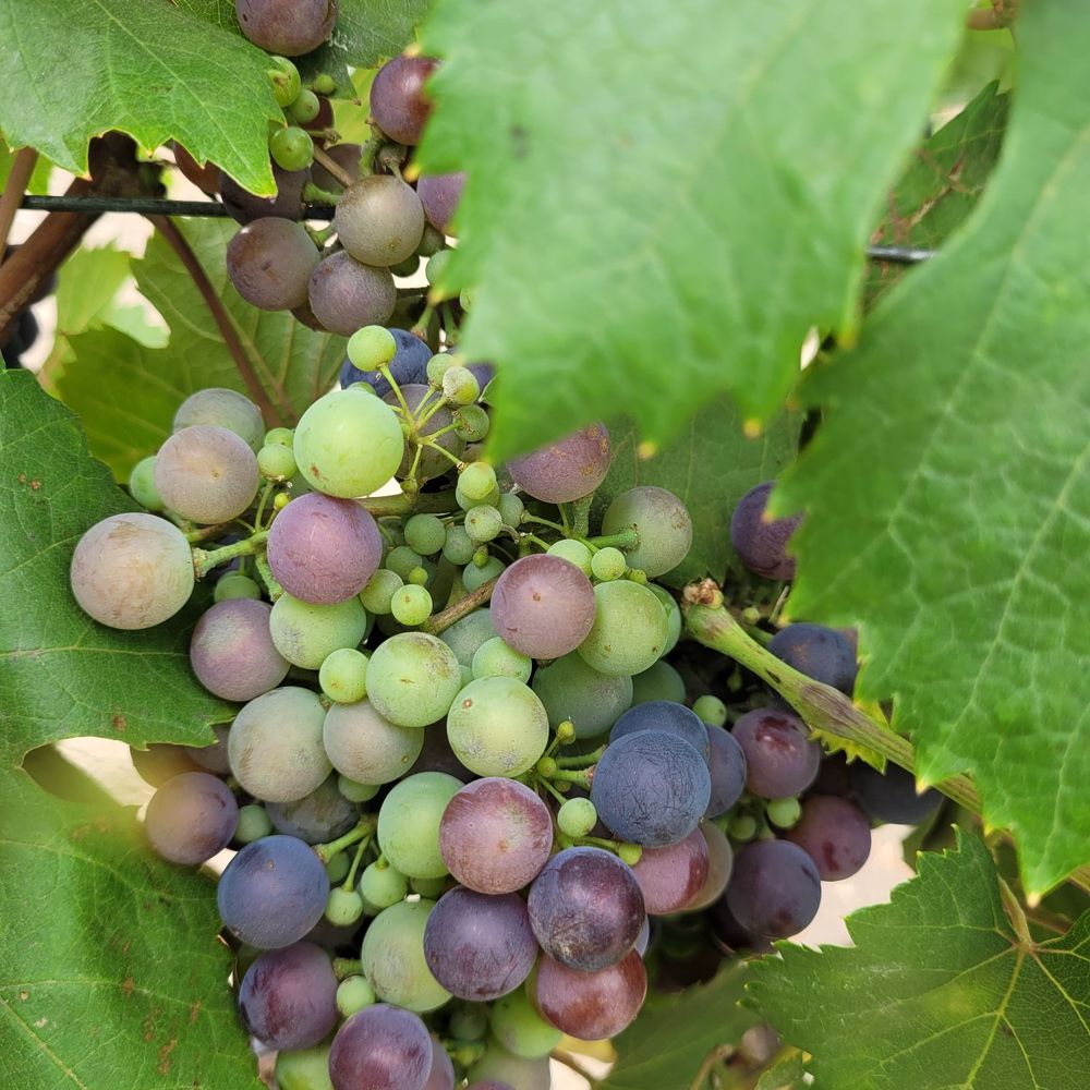 Tower Tours - Wine Tours Near Me - San Francisco, California Tower Tours - Wine Tours Near Me - San Francisco, California