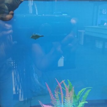 Big Kahuna Tropical Fish - Aquarium Services Near Me - Madison, Wisconsin Big Kahuna Tropical Fish - Aquarium Services Near Me - Madison, Wisconsin