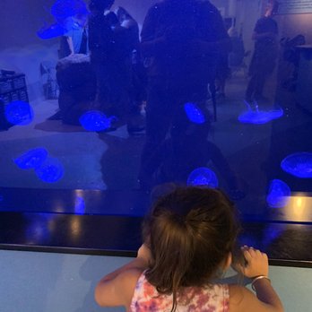 CALM Zoo - Neat jellyfish - Zoos Near Me - Bakersfield, California