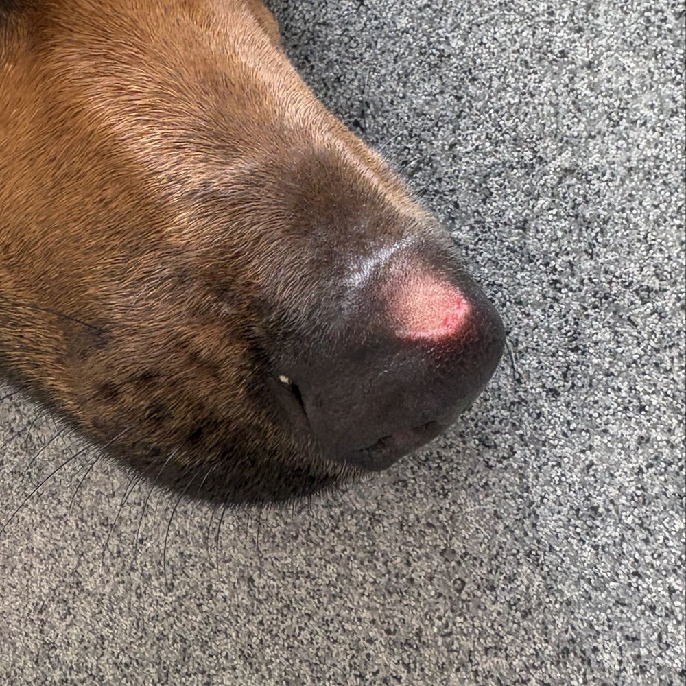 Smart Parke - Nose incident from the boarding experience - Pet Boarding Near Me - Brea, California