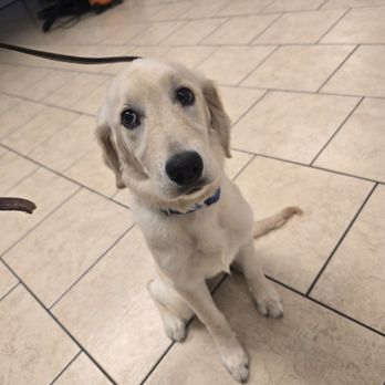 Adventure Dog - Pet Training Near Me - Oklahoma City, Oklahoma Adventure Dog - Pet Training Near Me - Oklahoma City, Oklahoma
