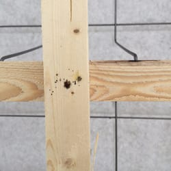 Mattress Land - When you take off the outter black lining on the box spring the bugs are where the screws are.