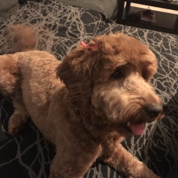 Puff & Fluff Grooming - Uptown - Pet Groomers Near Me - Phoenix, Arizona